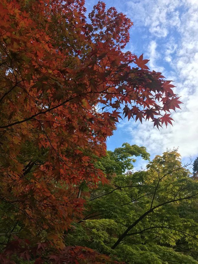 京都自由行攻略—東遊記--名古屋京都宇治奈良神戶大阪之很多城市遊記