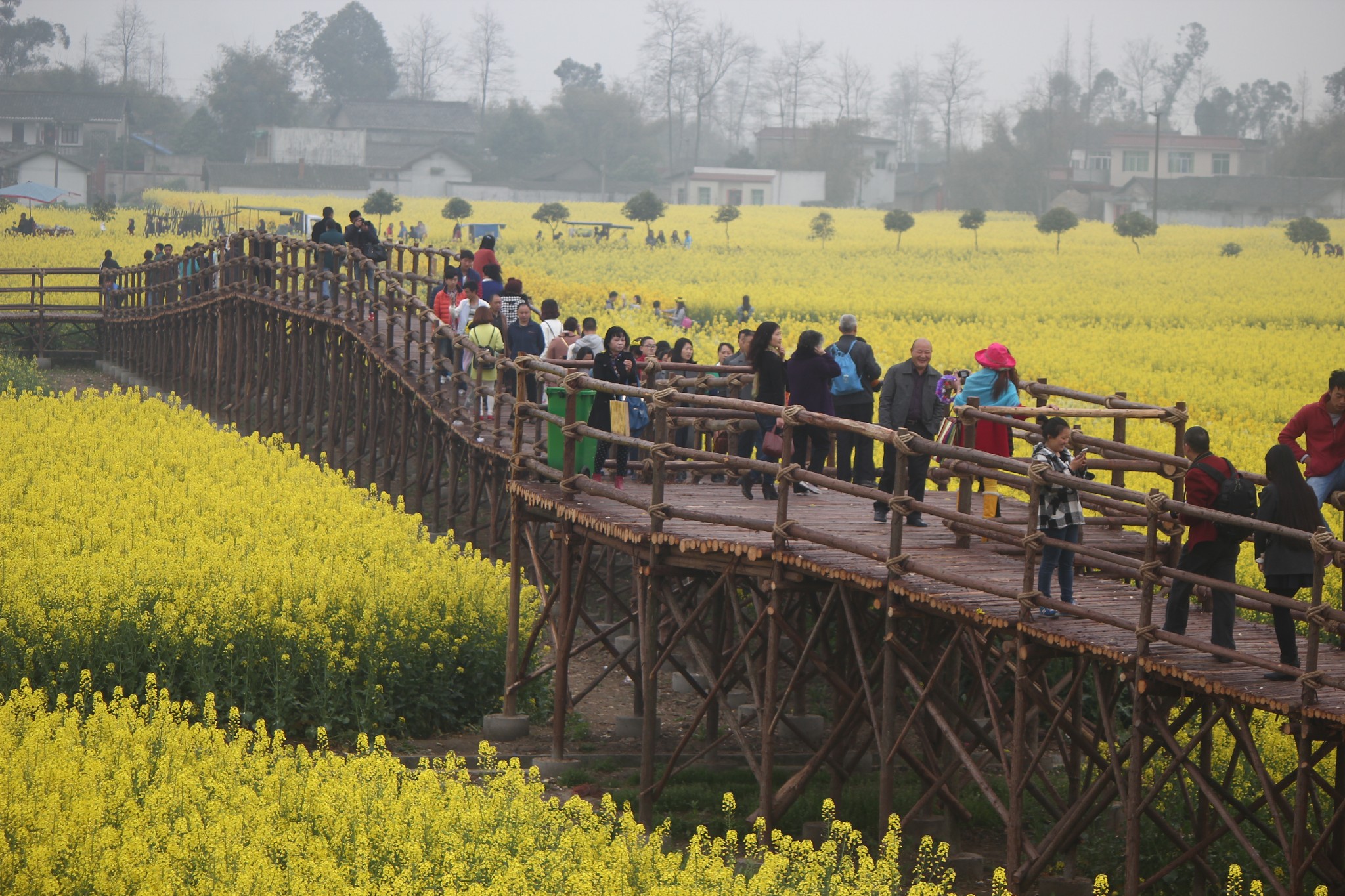 四川广汉西高,川北平原万亩油菜花花节