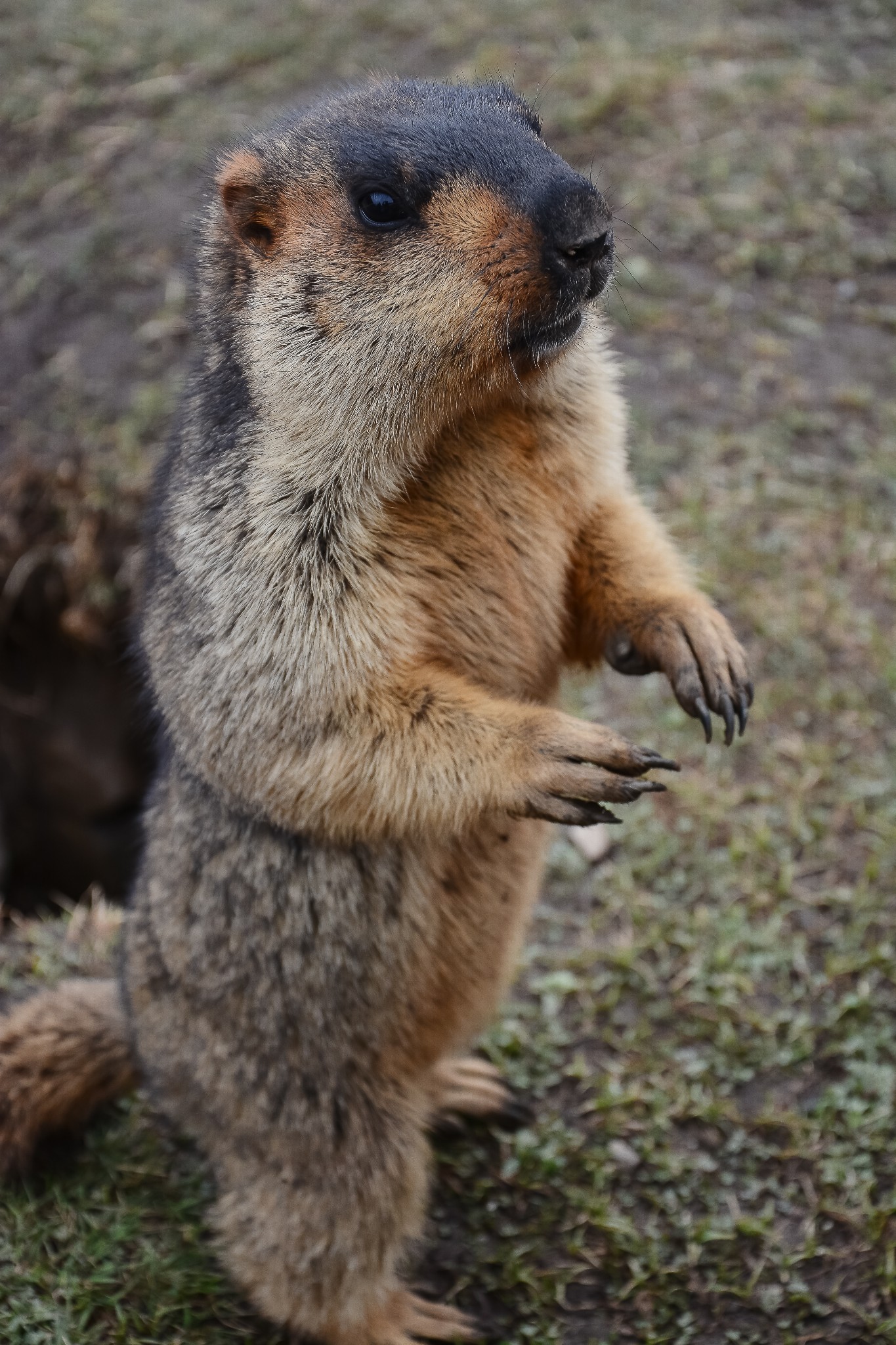 丹巴莫斯卡土拨鼠之约