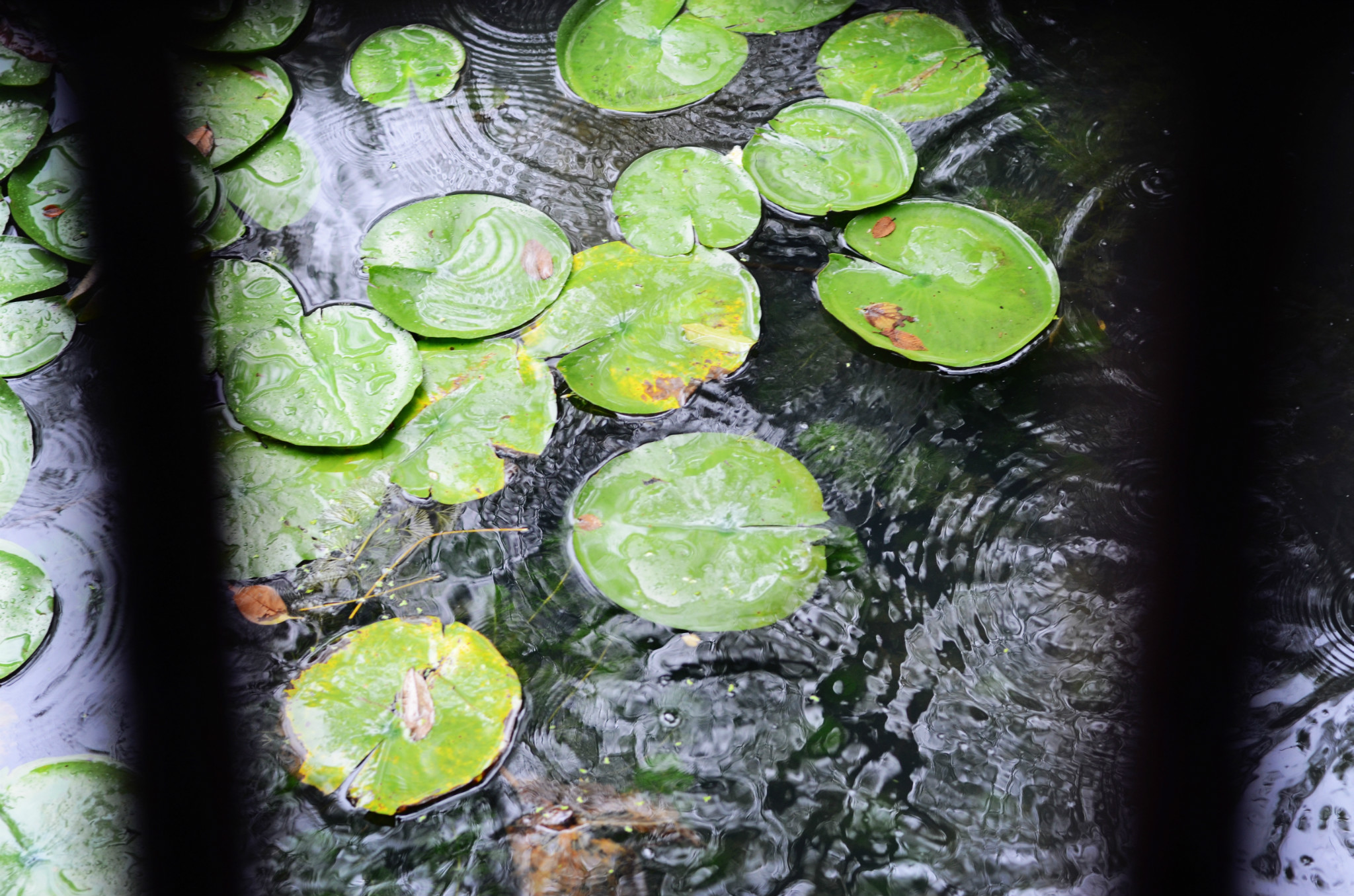 蘇州,池州的江南遊記,蘇州旅遊攻略 - 馬蜂窩