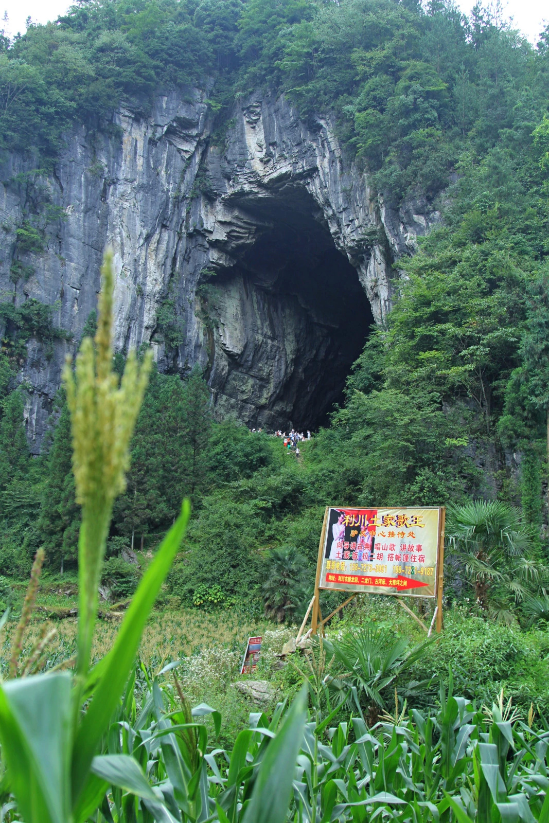 利川市旅游资讯(利川市十大旅游景点)
