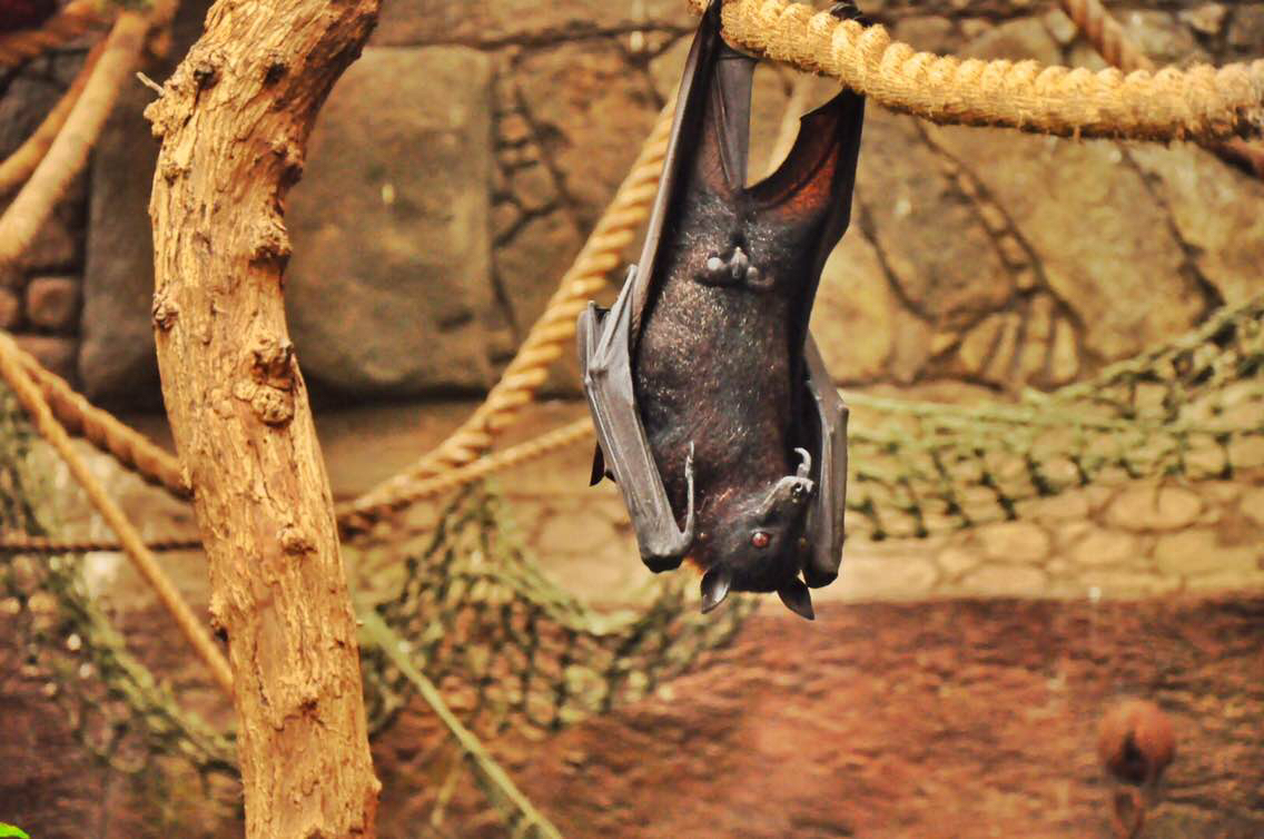 來自東南亞的 馬來狐蝠(malaysianflyingfox),大概也是蝙蝠