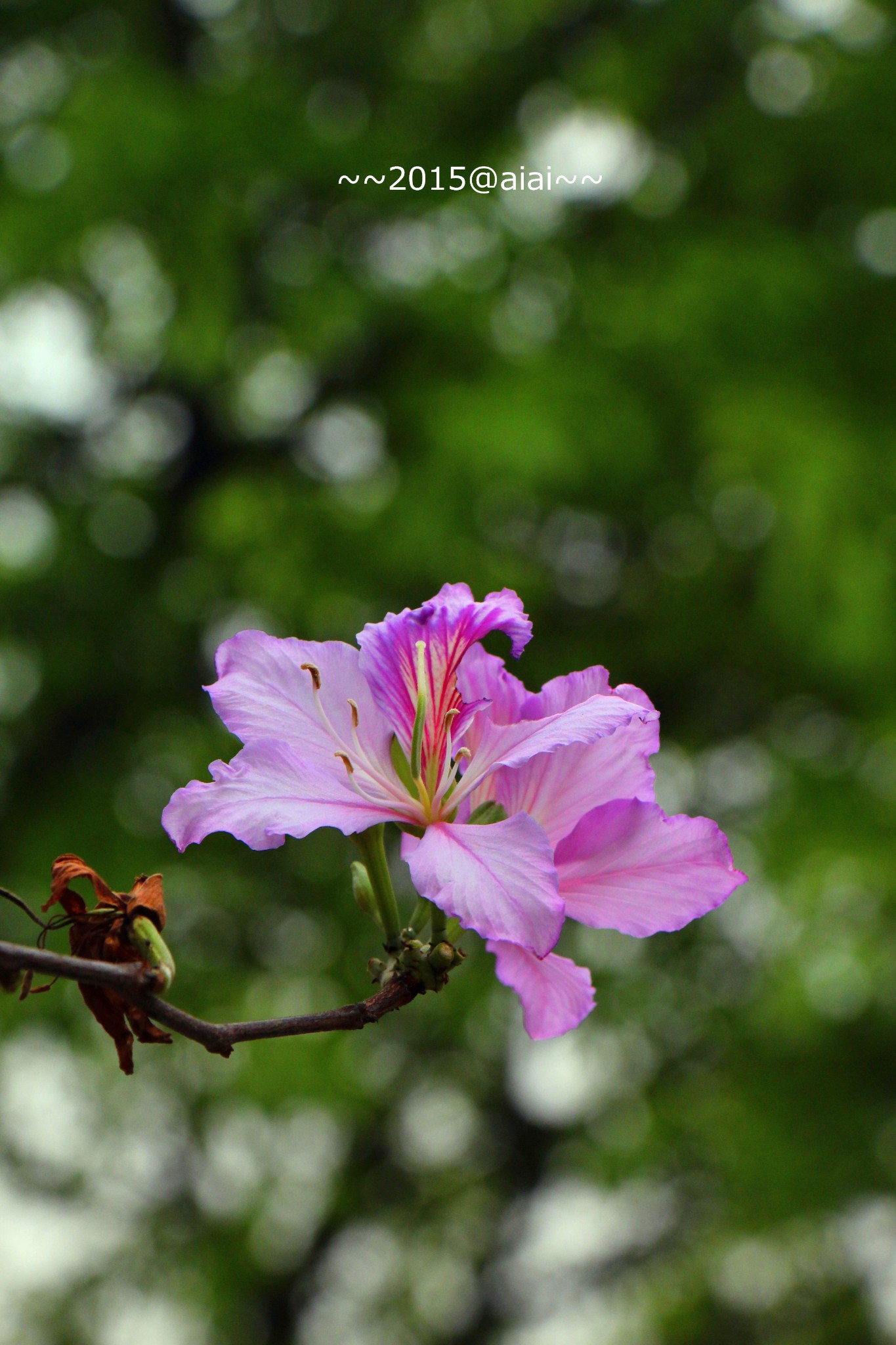 印象2015華南農業大學又見紫荊花開