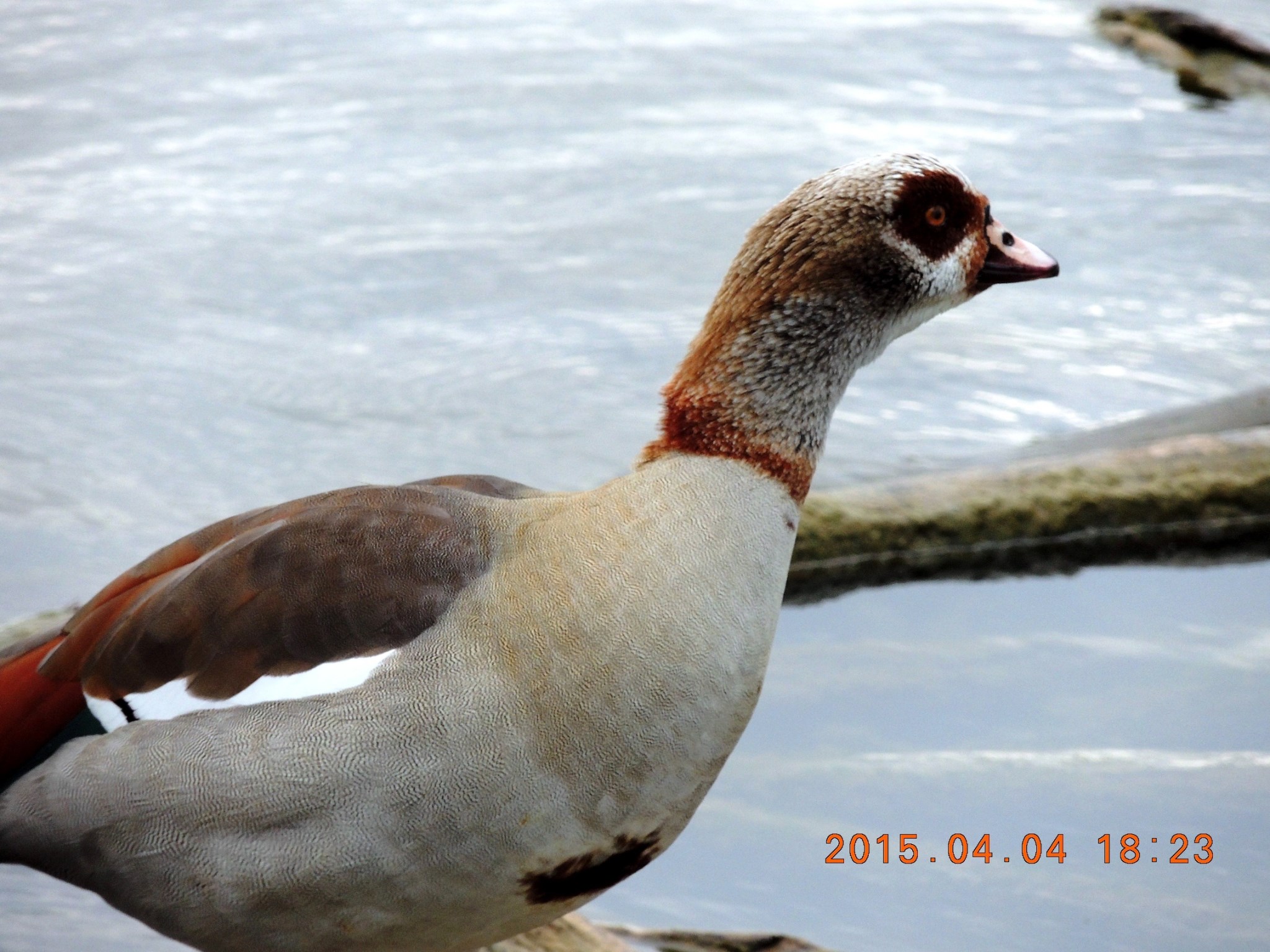 2015年04月04日,布拉索斯河边的"暗战"(2015-05-05上传) - 马蜂窝