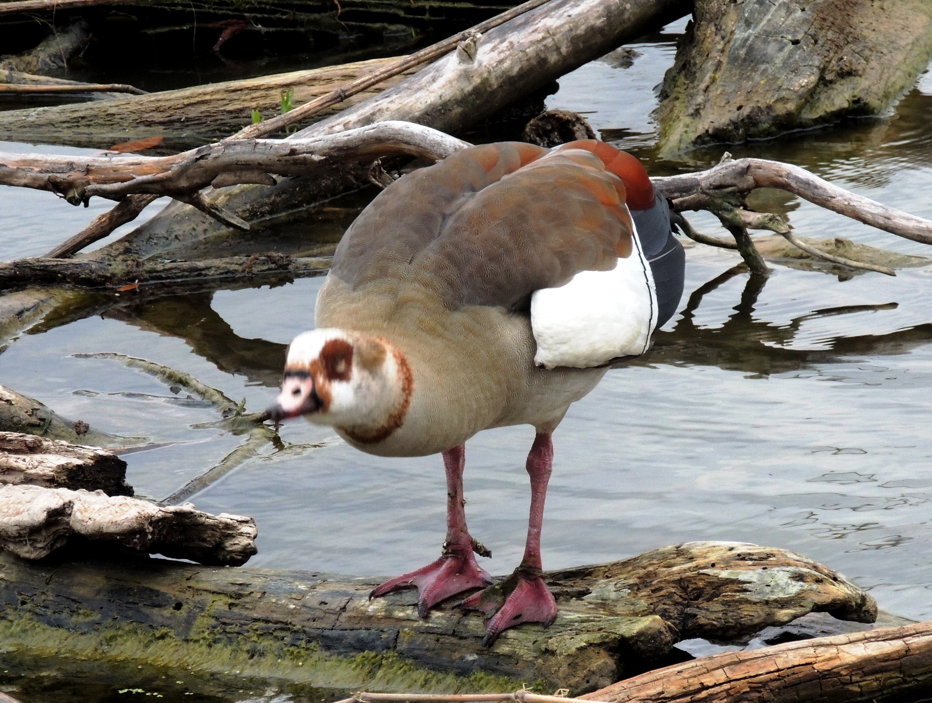 2015年04月04日,布拉索斯河边的"暗战"(2015-05-05上传) - 马蜂窝