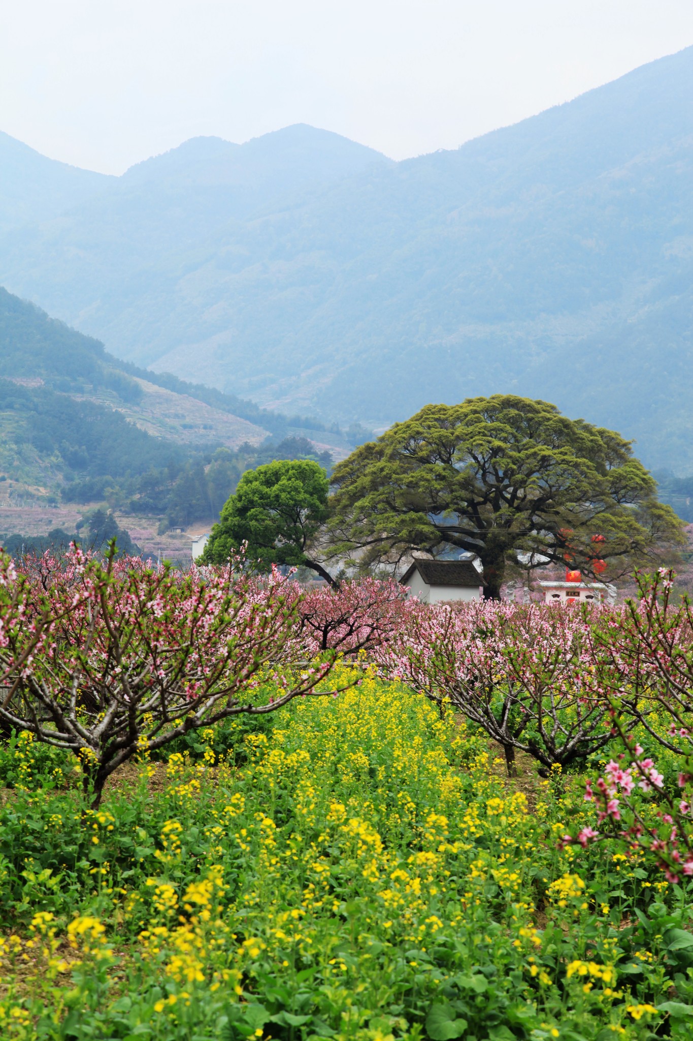 桃花依旧笑春风福安穆阳桃花