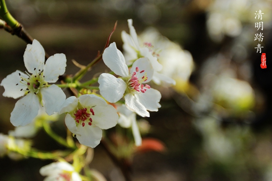 【永济图片】春天去哪里
