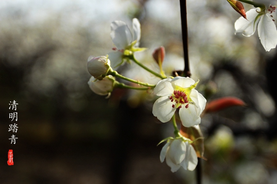#花样游记大赛#清明踏青