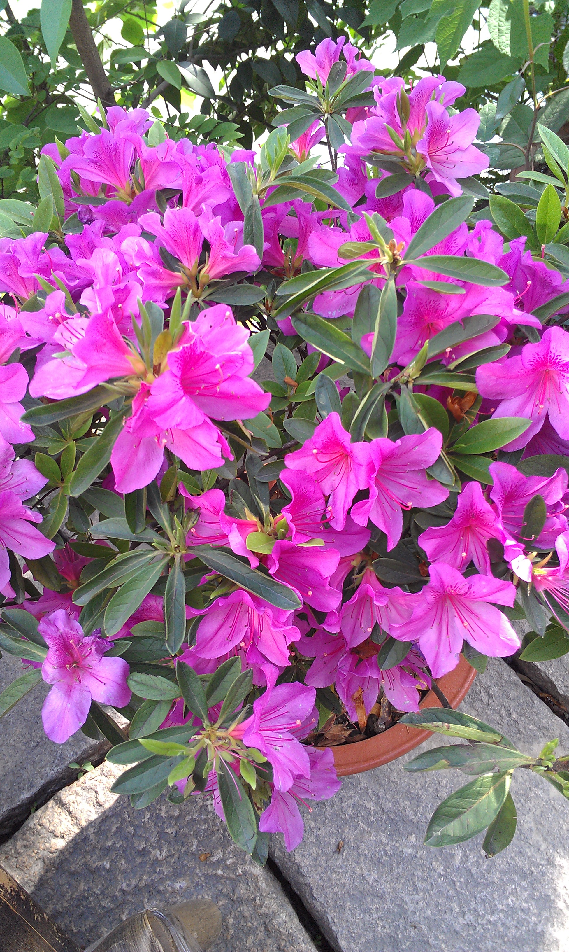 杜鹃花
