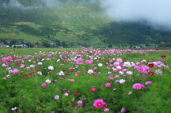 四季如春的丽江