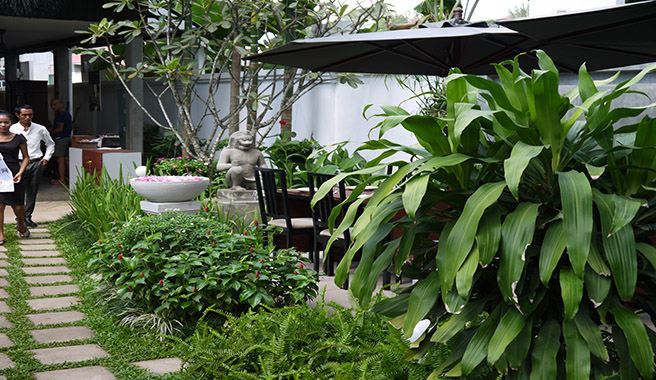 暹粒chanrey tree 高棉菜