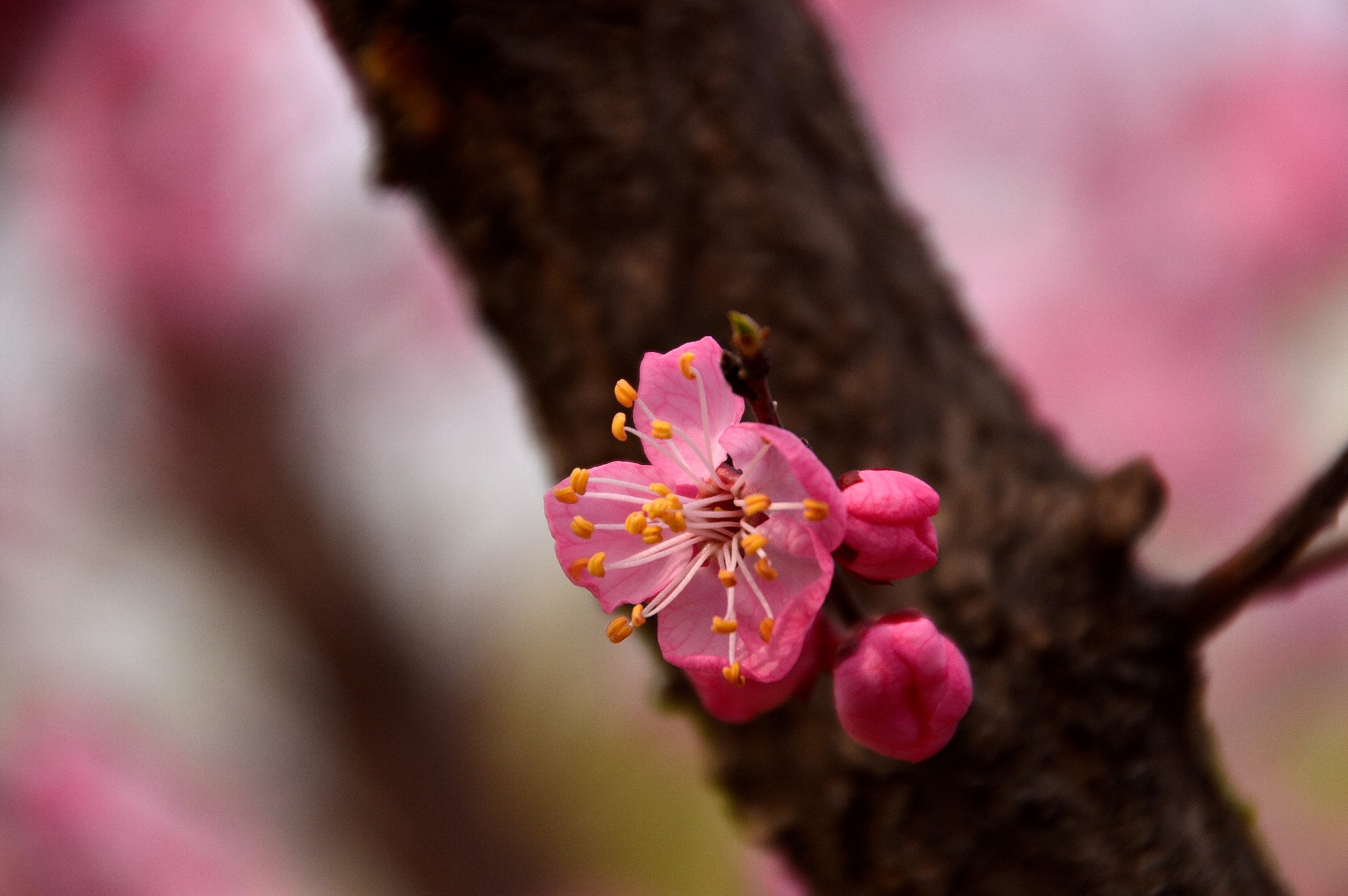 #花样游记大赛#春暖花开