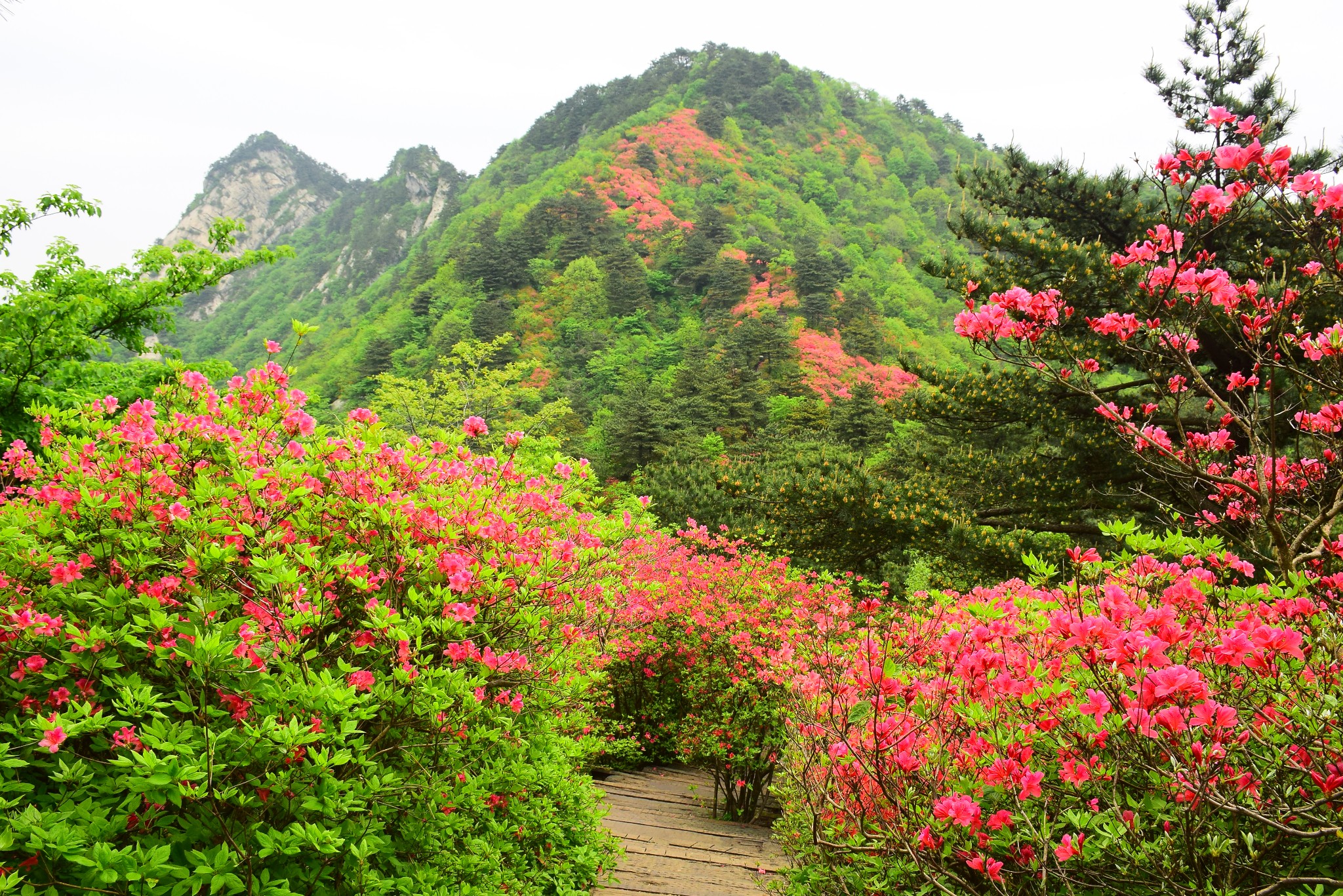 待到山花爛漫時201505麻城龜峰山