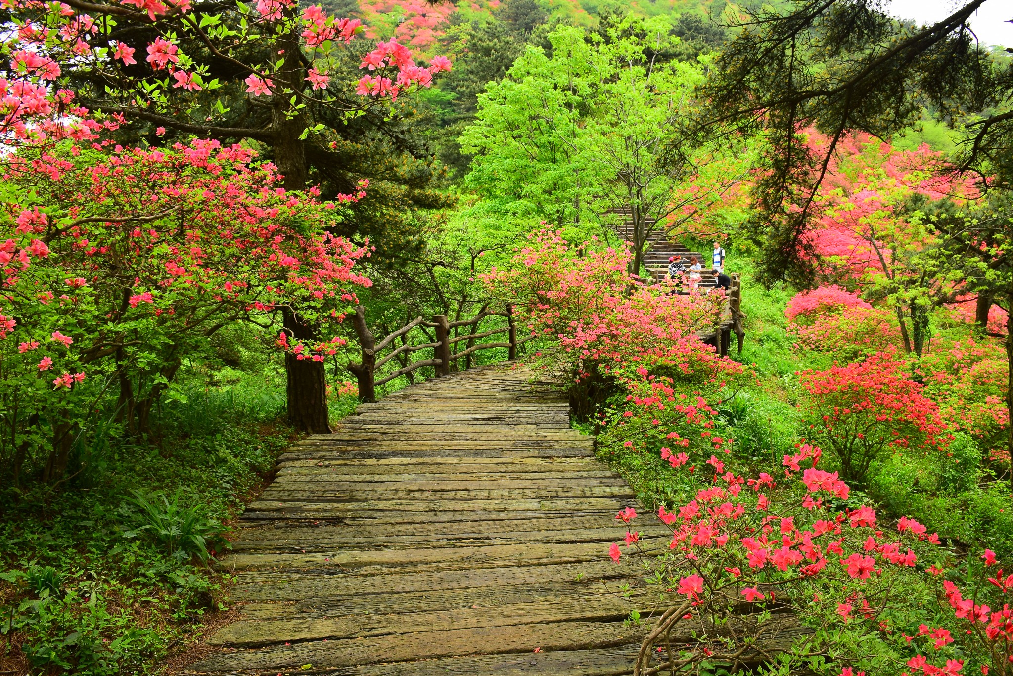 待到山花爛漫時201505麻城龜峰山