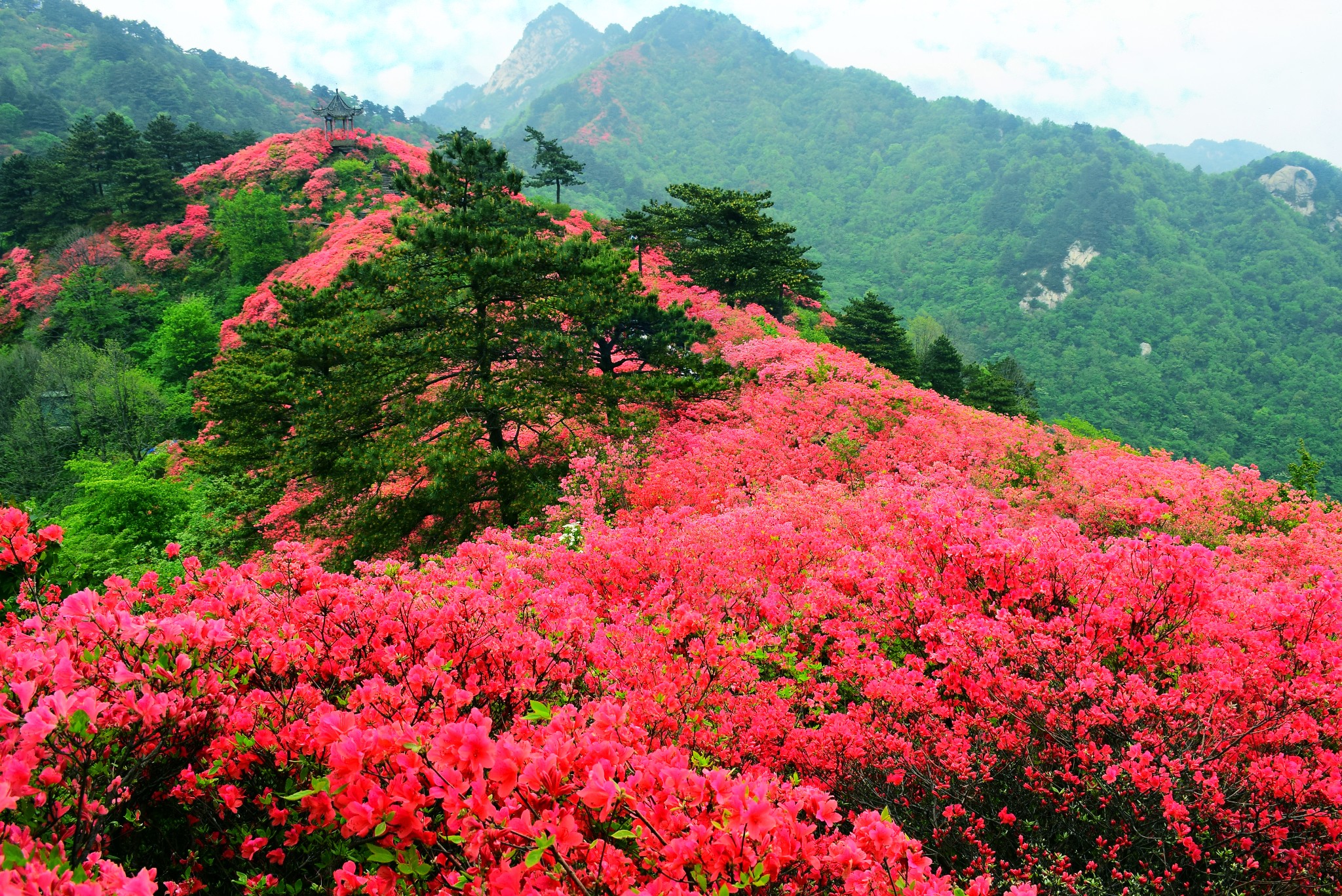 待到山花爛漫時201505麻城龜峰山