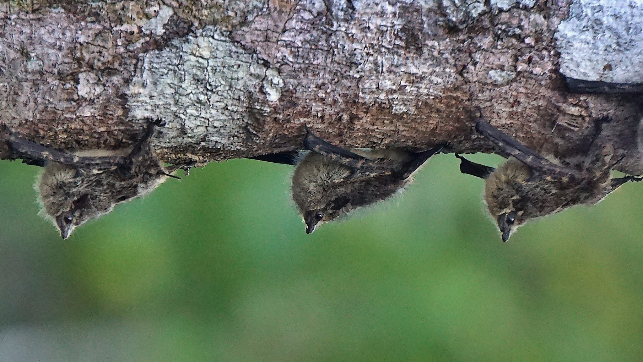 厄瓜多尔亚苏尼国家公园20种热带雨林生物科普