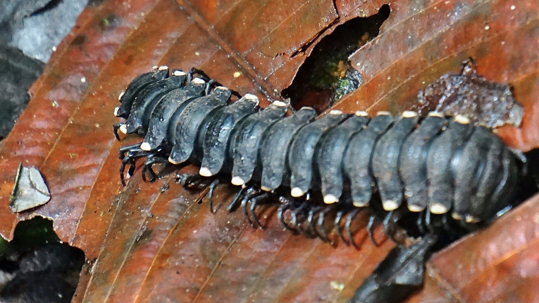 厄瓜多尔 亚苏尼国家公园种热带雨林生物科普 马蜂窝