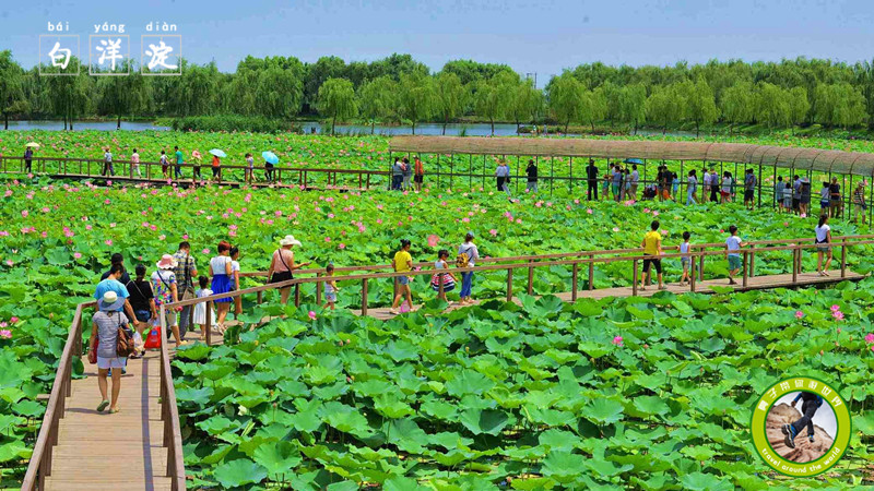 白洋淀荷花大观园地图图片