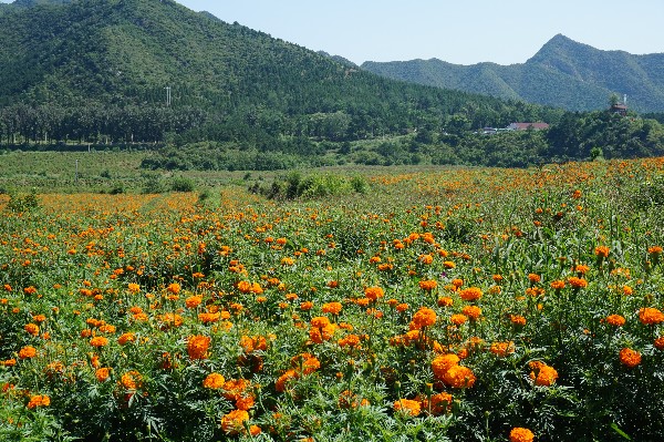 山花