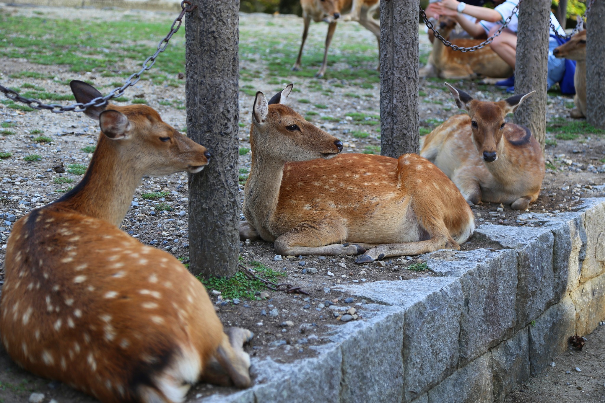 京都自助遊攻略