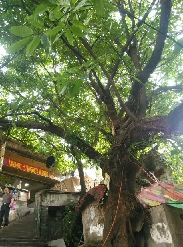 消夏计划#重庆,重庆自助游攻略 - 马蜂窝