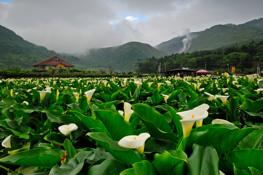 阳明山花季丨像歌里唱的一样 去台北后花园看海芋