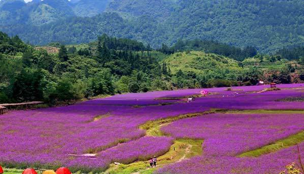 荔波四季花海