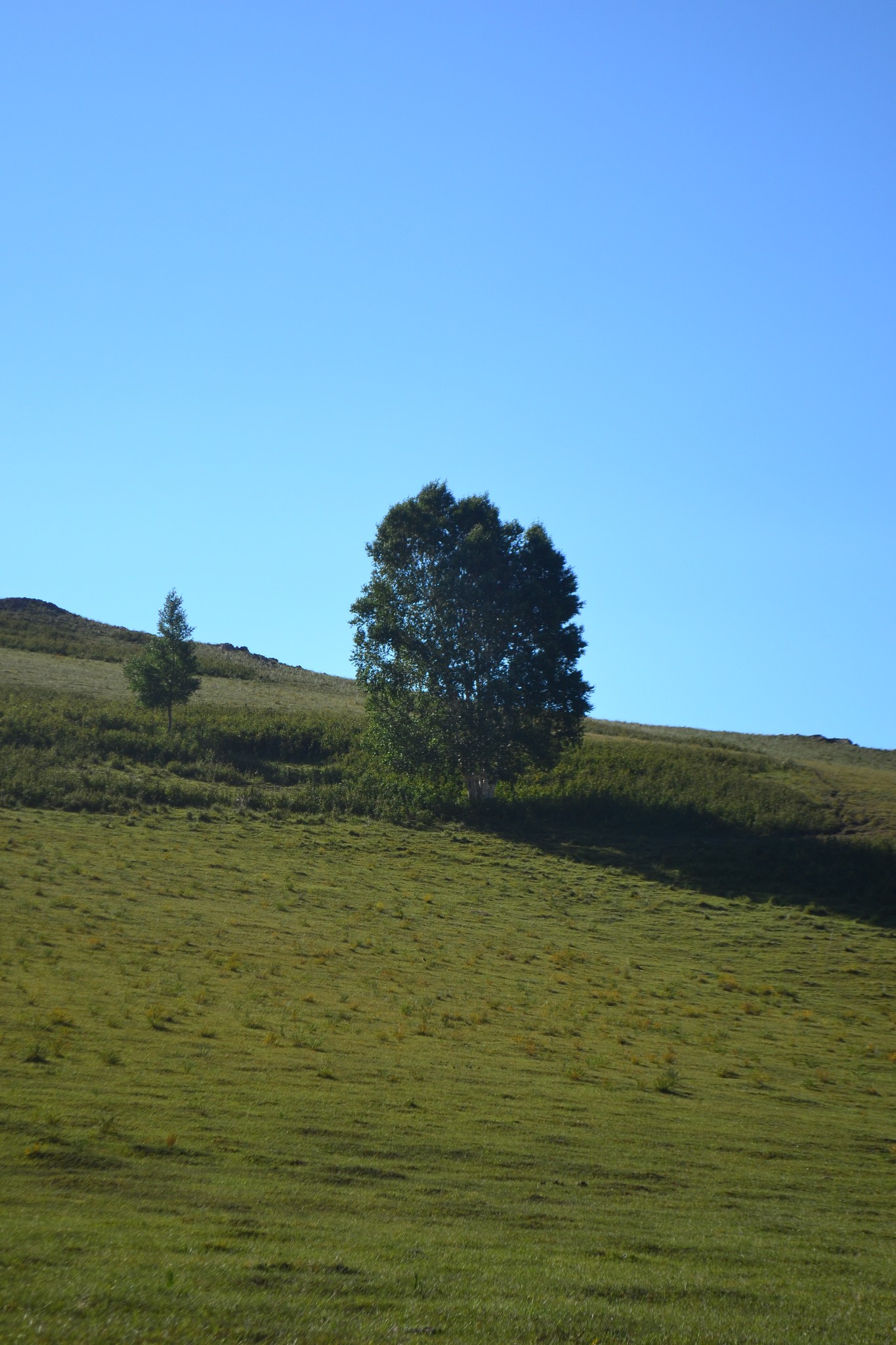 消夏计划乌兰布统草原草啊草啊全是草