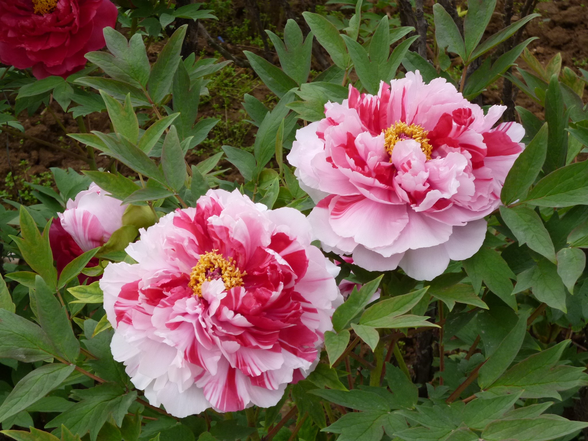 【洛阳图片】独行中原之一----佛佑中州地，花耀洛阳城