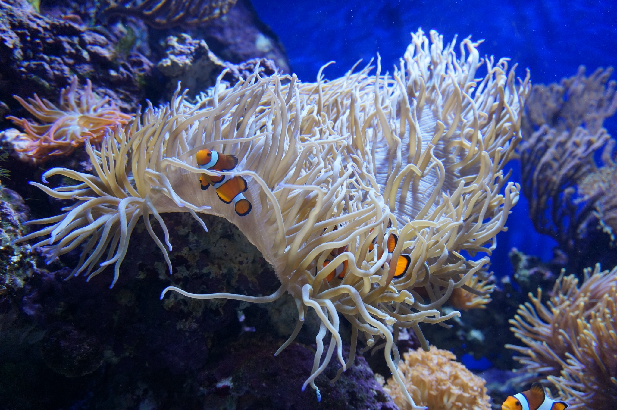 【漫游新泰16天】#毕业不散#{新加坡 曼谷 清迈 苏梅岛}