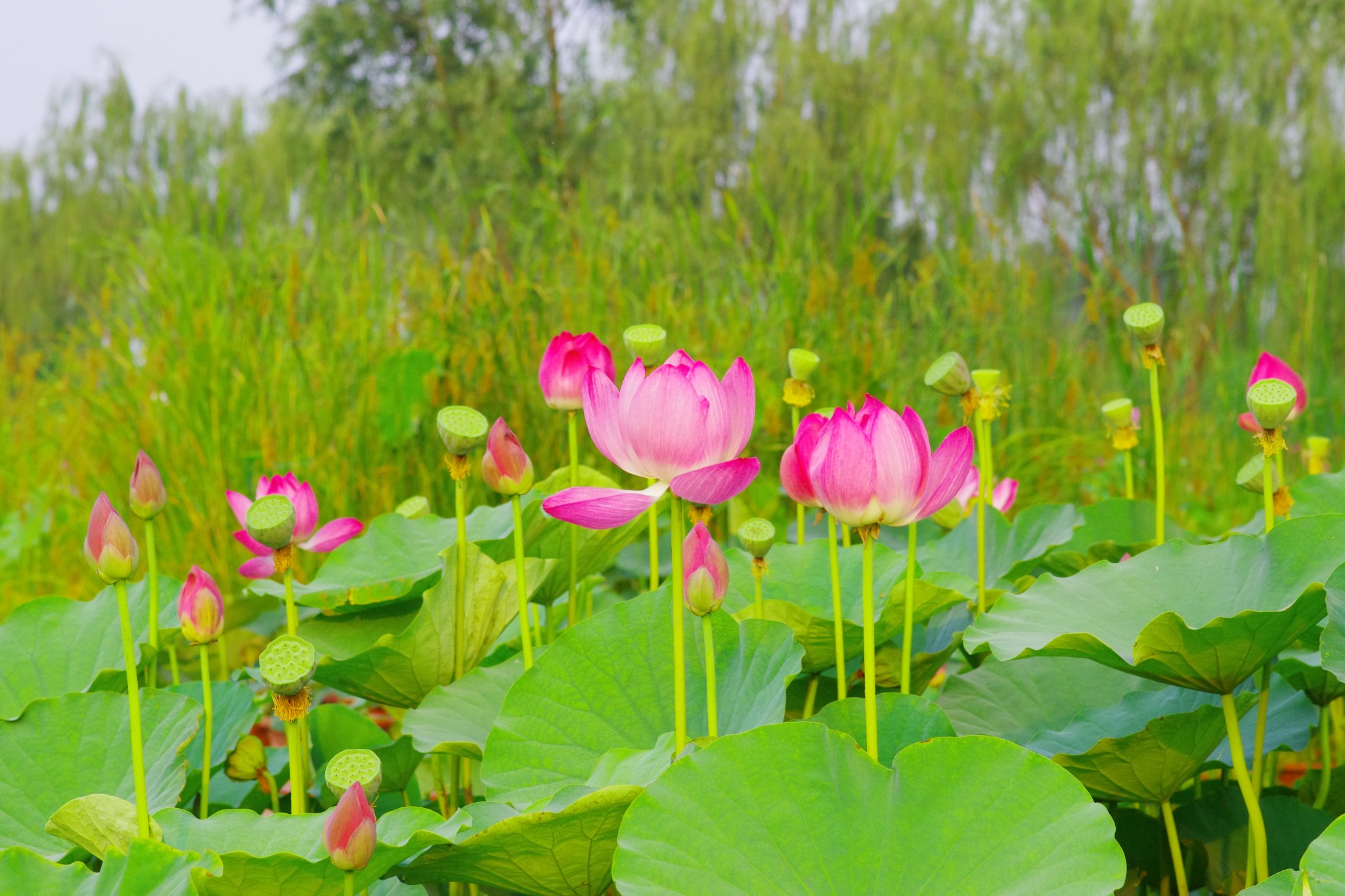 2015年图记----周末出行之梦幻荷园