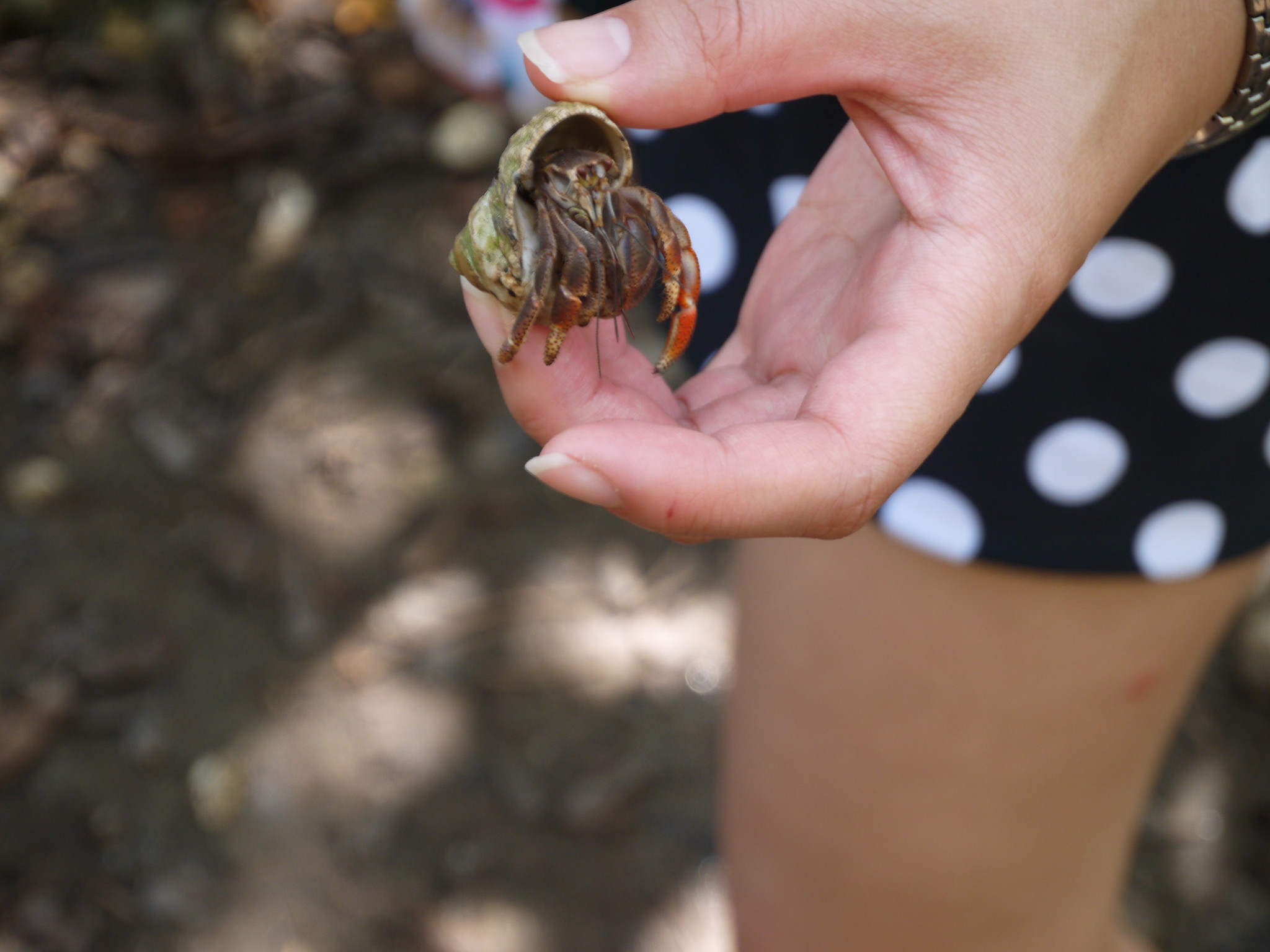 黄花小伙子勇闯处女岛