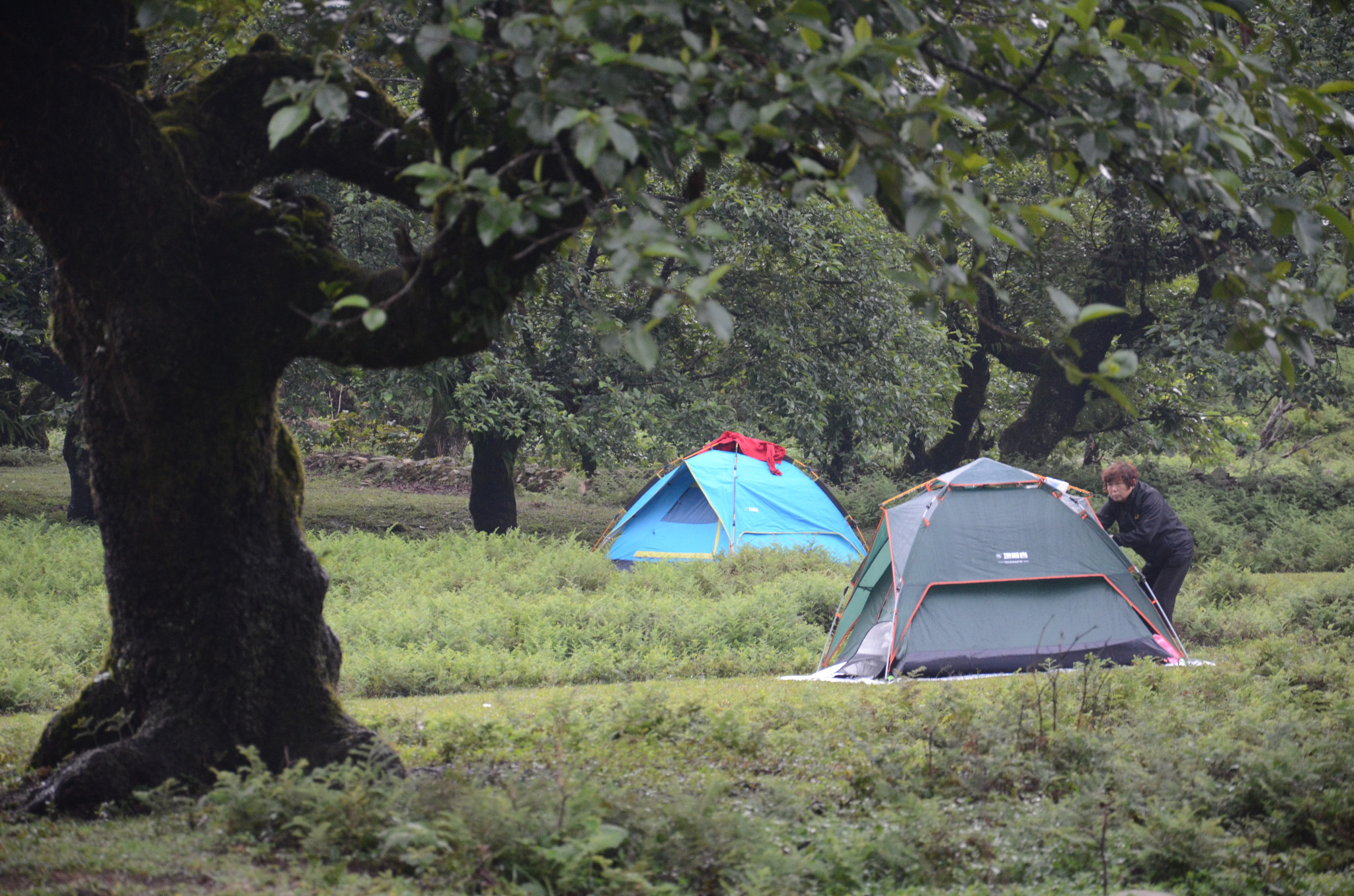 中国红河蝴蝶谷金平马鞍底平河大草原露营记