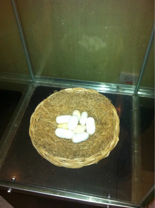 燕窝中心四面佛,泰国供奉最多的佛,一身四面八手,四面分别代表平安