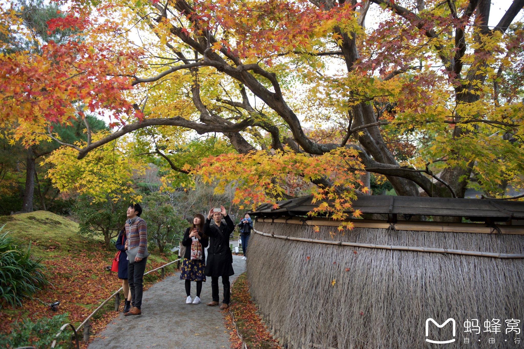 京都自助遊攻略