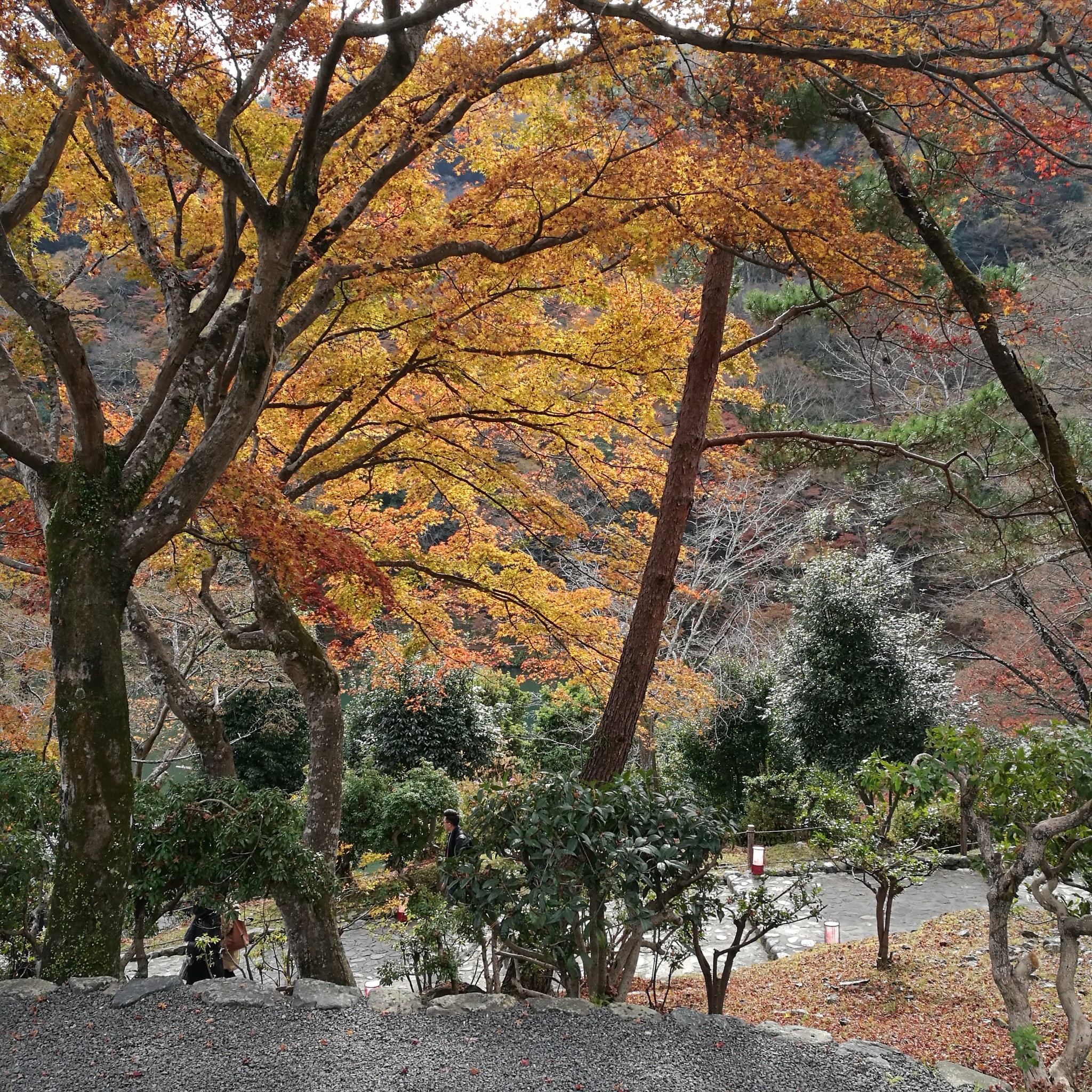 京都自助遊攻略