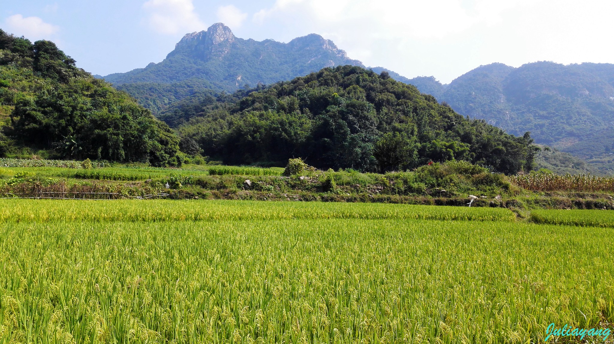 阿婆田