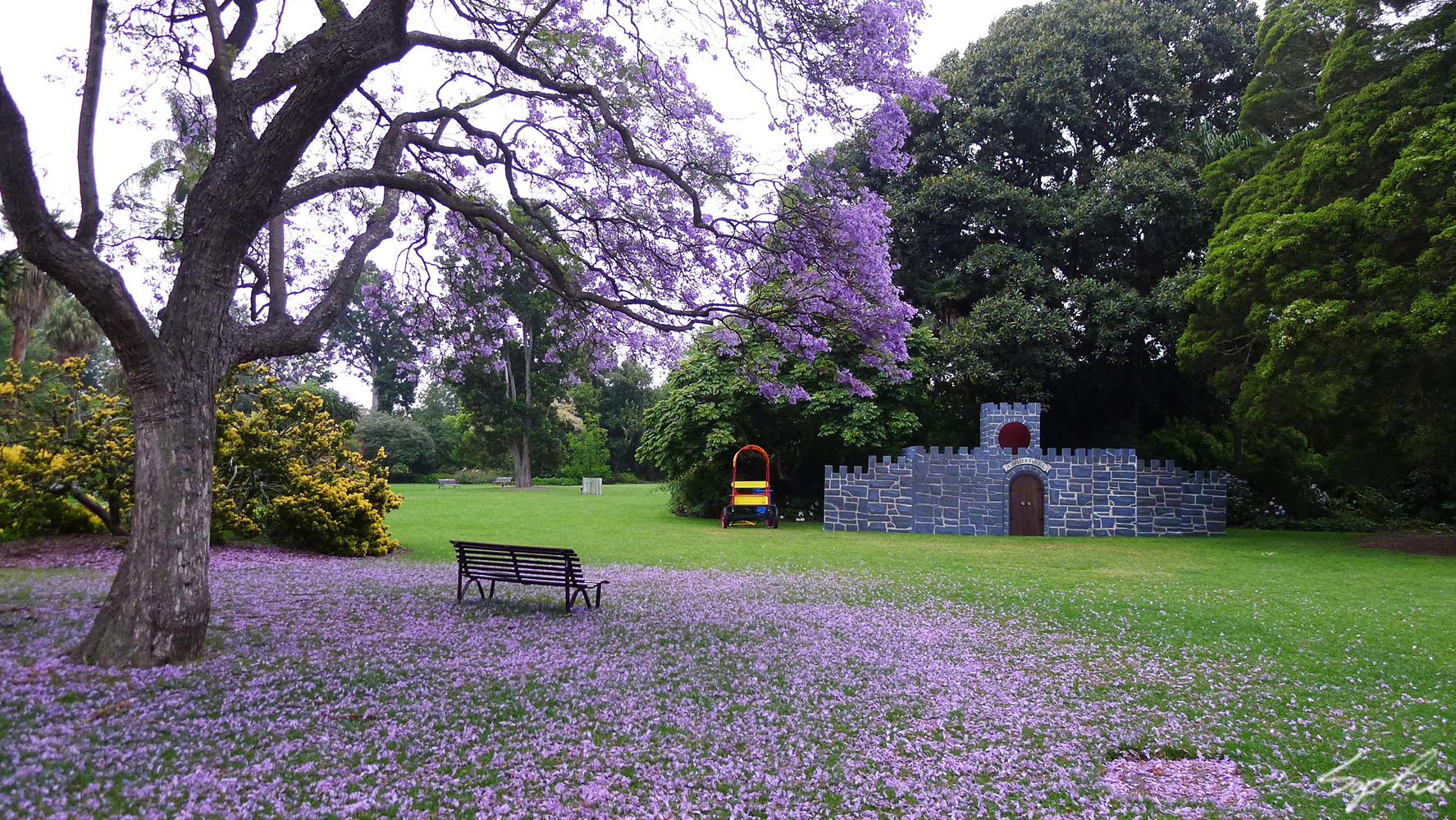 问一下墨尔本春天的蓝楹花 马蜂窝