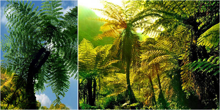 贵州中国侏罗纪公园景点门票