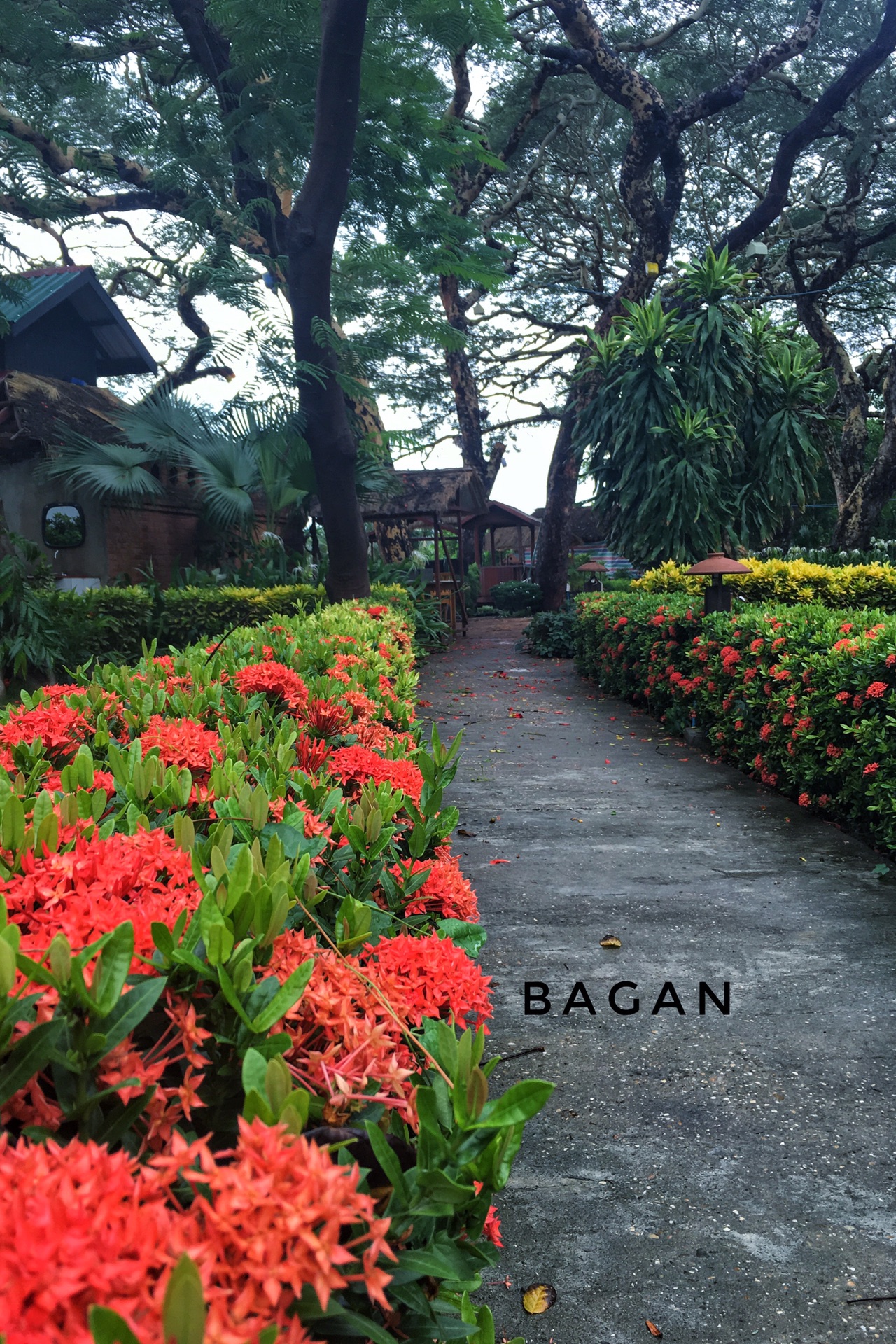 一盆花猜成语_一盆花图片(3)