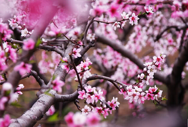 北京4月赏花地儿 北京四月赏花好去处 马蜂窝
