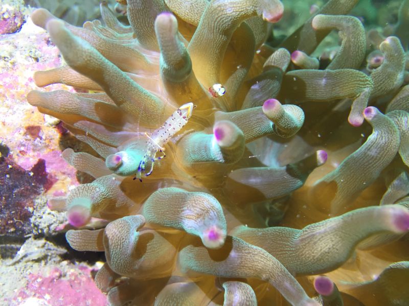 入门级潜点,从3米到15米深度,鹿角珊瑚,海葵,小丑鱼,海兔,螃蟹,狮子鱼