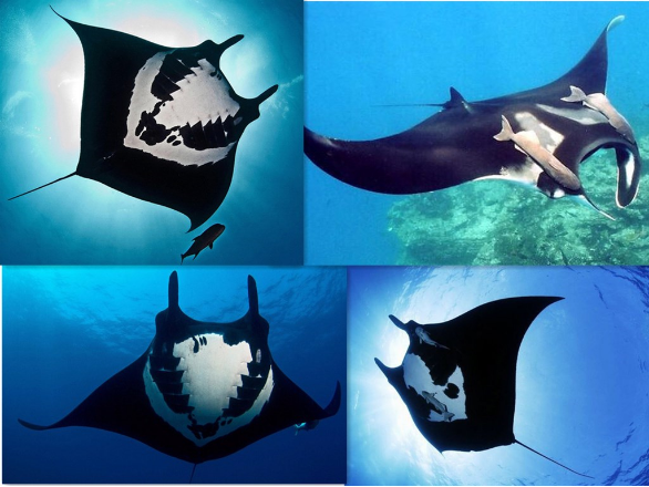 夏威夷大岛探访魔鬼鱼——它如幽灵神秘般的存在着