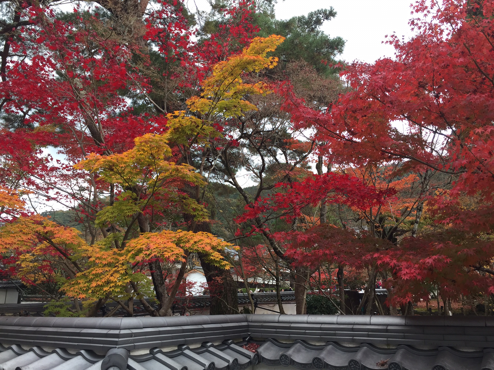 京都自助遊攻略