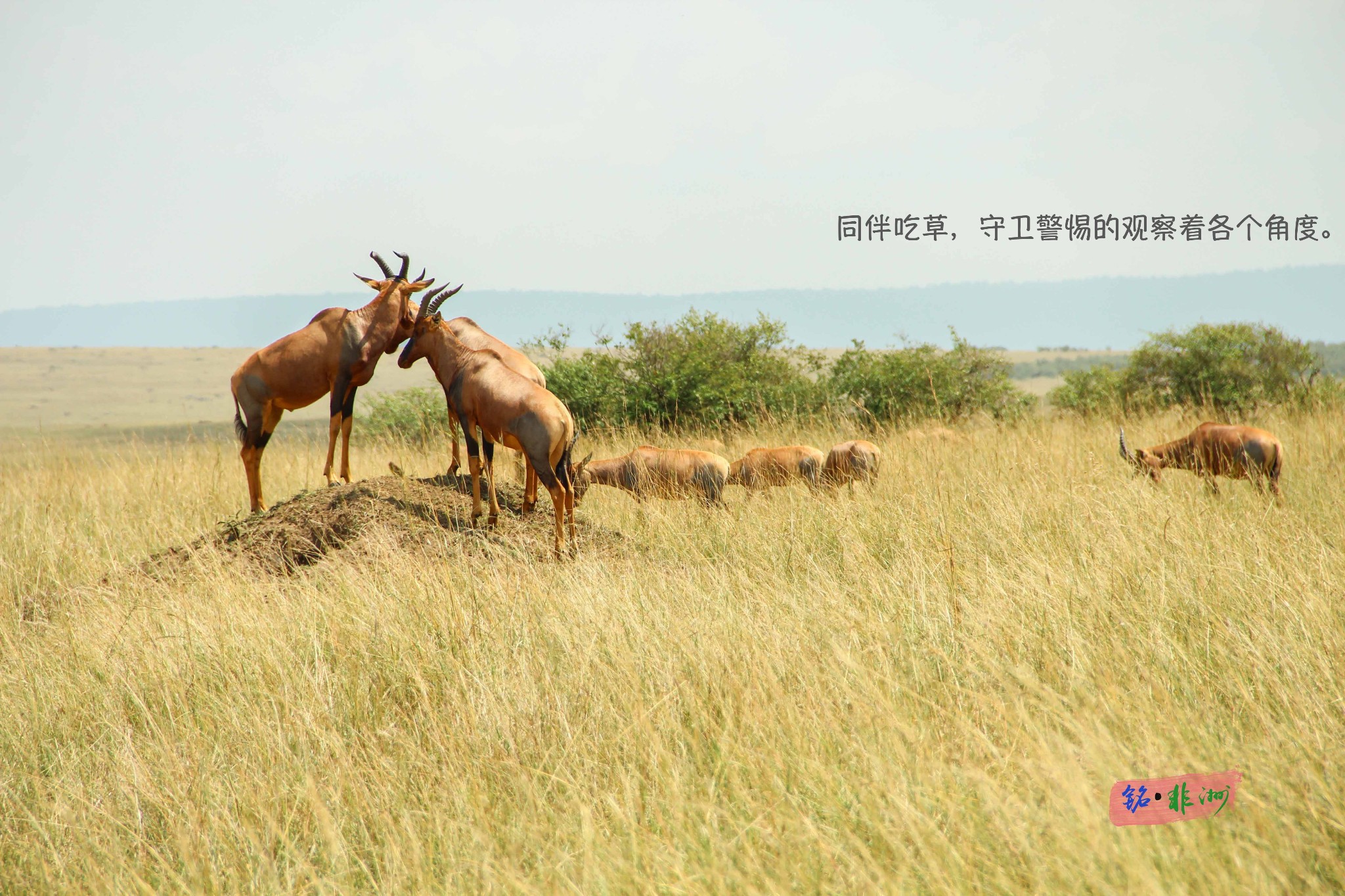 肯尼亞自助遊攻略