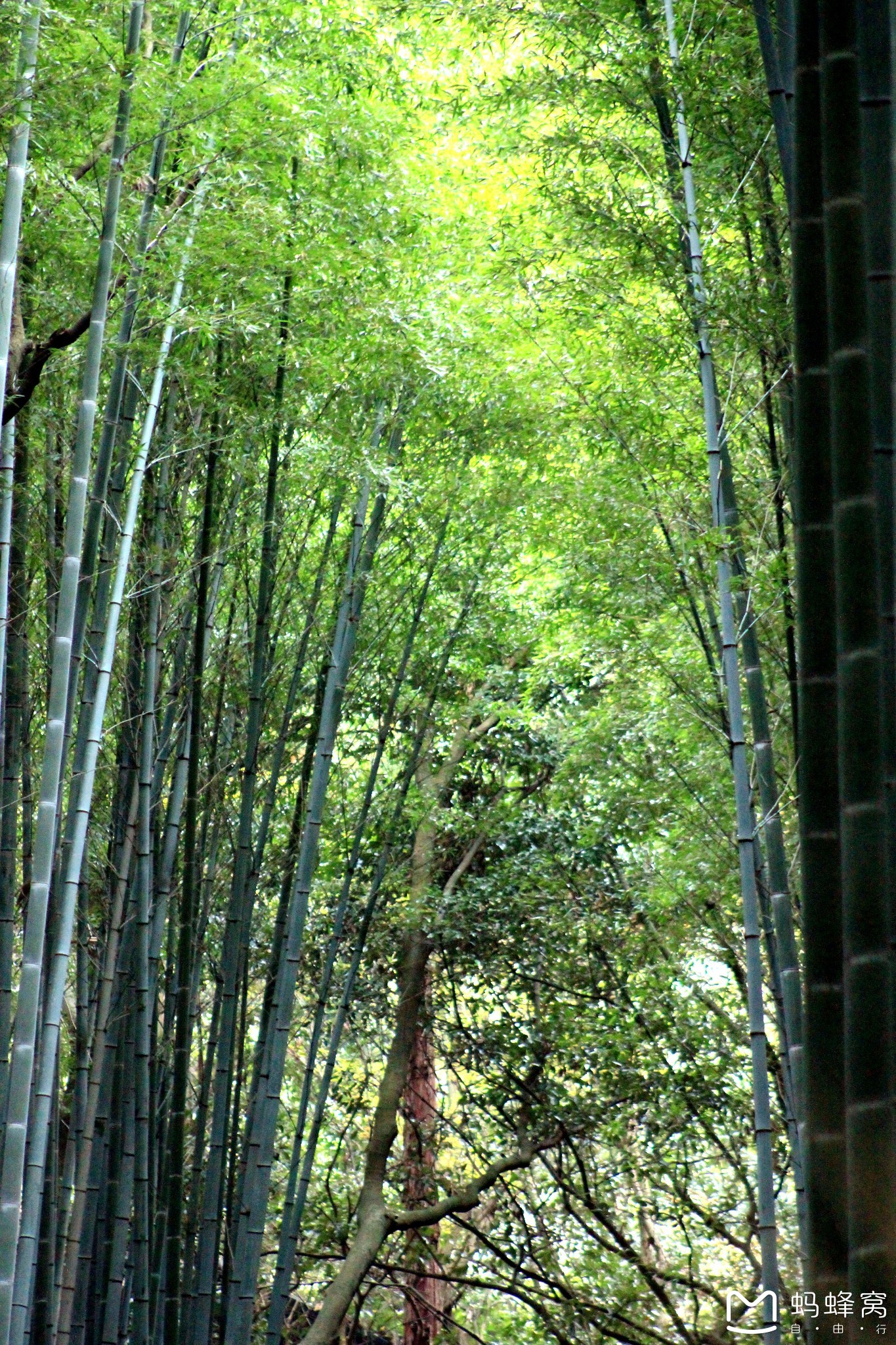 京都自助遊攻略