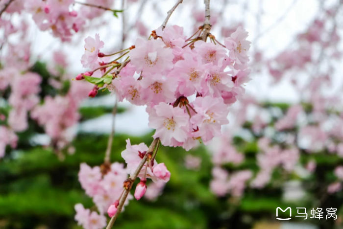 去日本看樱花，哪些绝美赏樱地一定要去？ - 马蜂窝