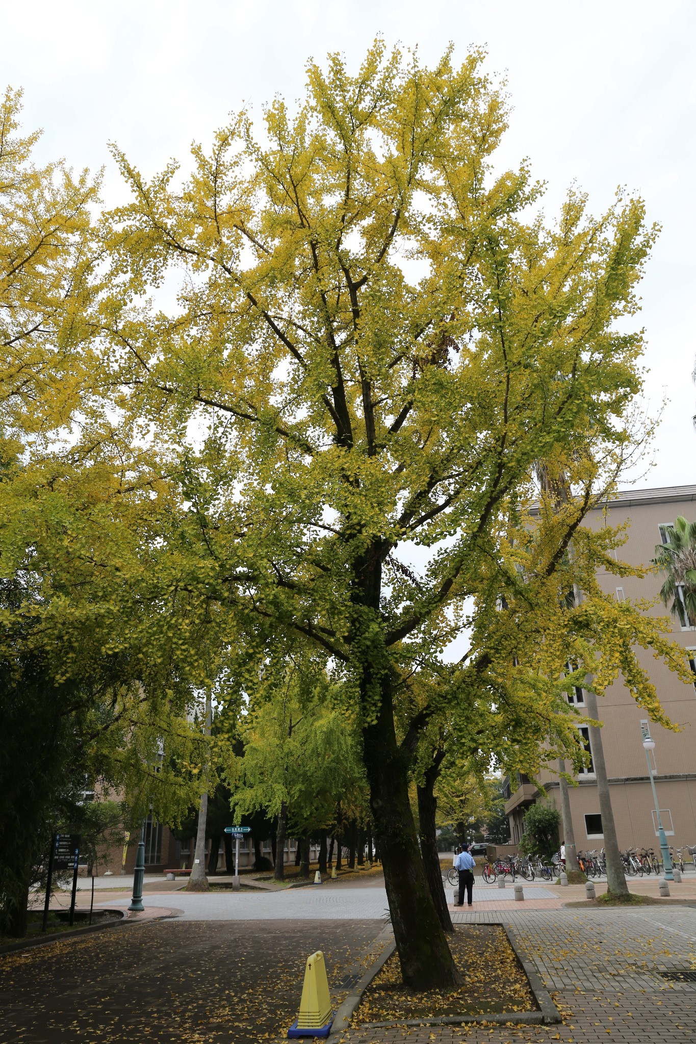 鹿儿岛大学(鹿儿岛大学相当于国内什么大学)