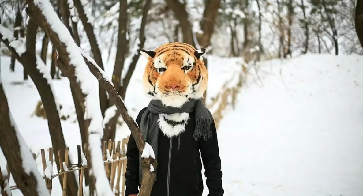 mrtiger和他关于雪的表达式