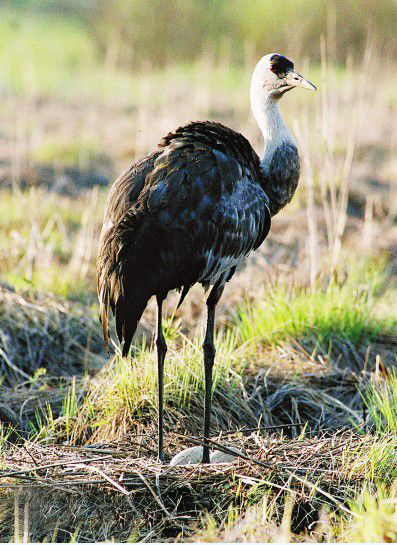 伊春湿地的白头鹤最佳观赏季节又到了 - 马蜂窝